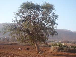goats in a tree