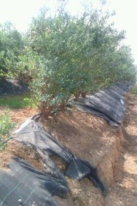 Typical row of blueberry bushes