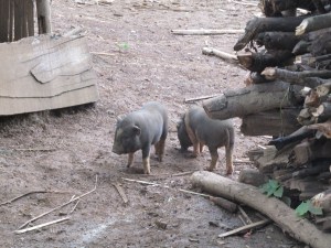 Any excuse to get a photo of piglets into the blog