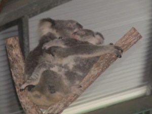 Happily taking snaps of koalas, unaware of the bad news awaiting me outside