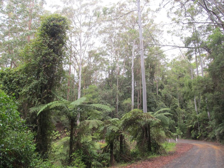 Just your average gravel path through the Australian rainforest