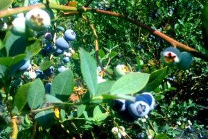 Blue blueberries