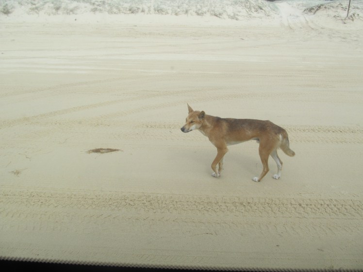 Dingo on the beach, Fraser Island.