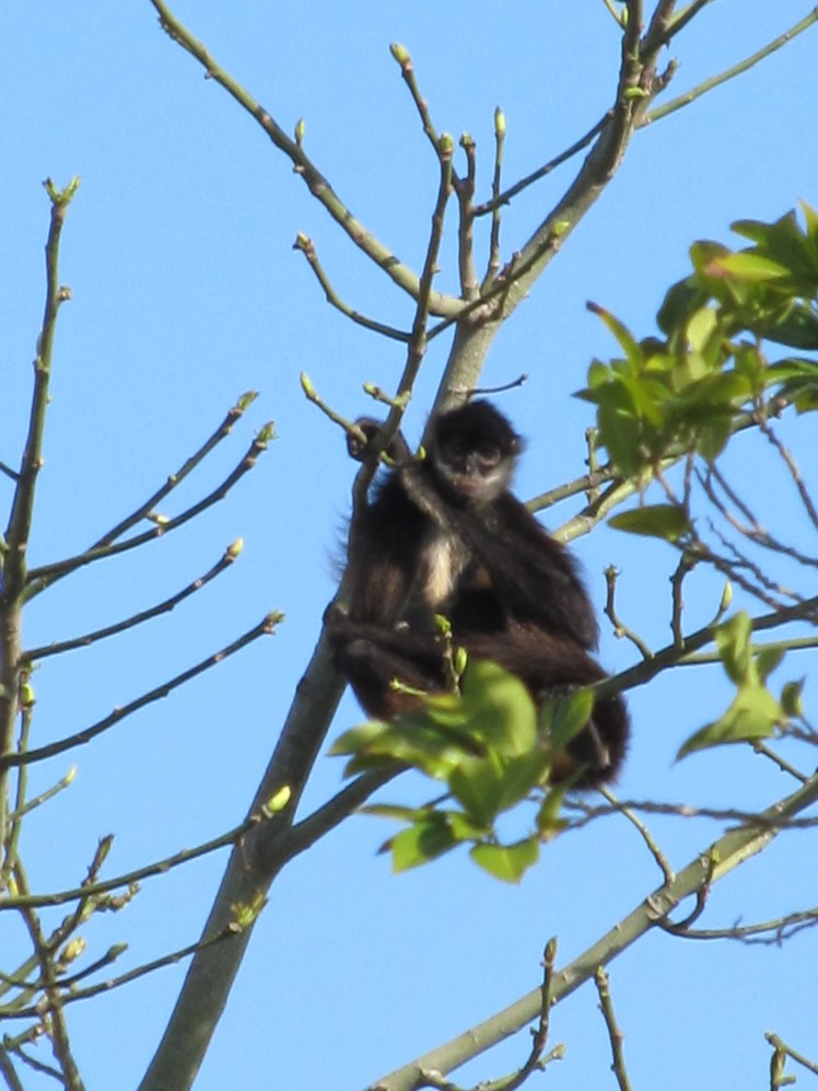 Spider monkey, Riviera Maya, Mexico