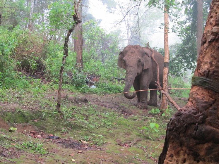 Asian elephant, northern Thailand
