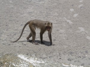 Beach monkey, Hua Hin
