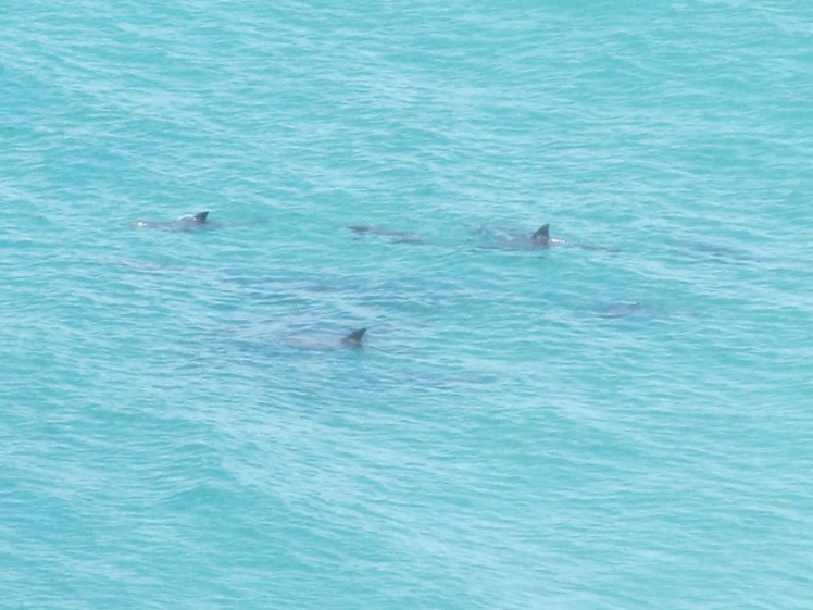 Dolphins, Byron Bay