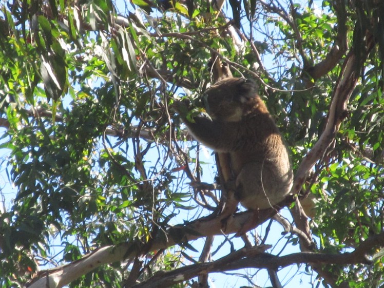 Wild koala, Cape Otway National Park
