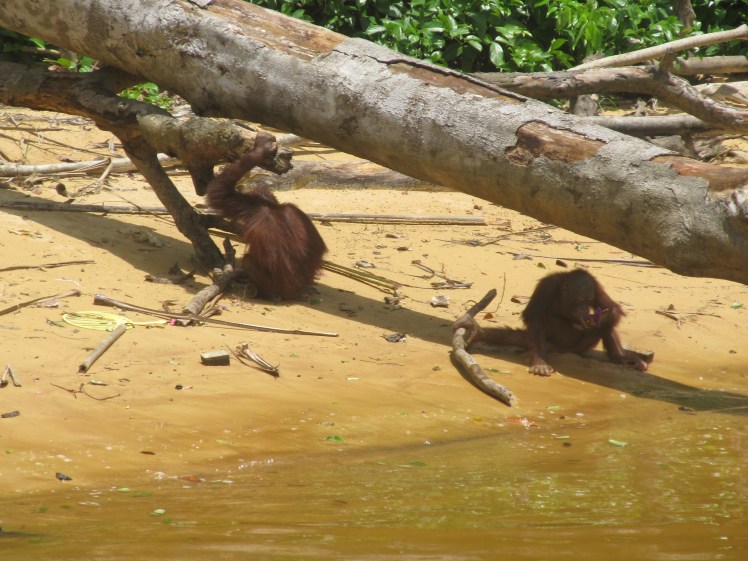 Orang-utan Island