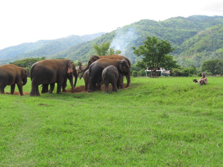 Lek with her herd at the Elephant Nature Park, northern Thailand. A place I've encouraged many travellers to visit.