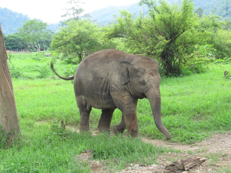 Think this baby elephant looks cute and harmless? Think again.