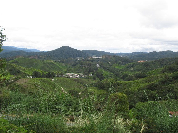 Just look at all that tea.