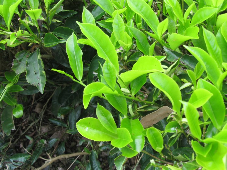 Tea in its natural form, before they do all the stuff that makes it taste so good.