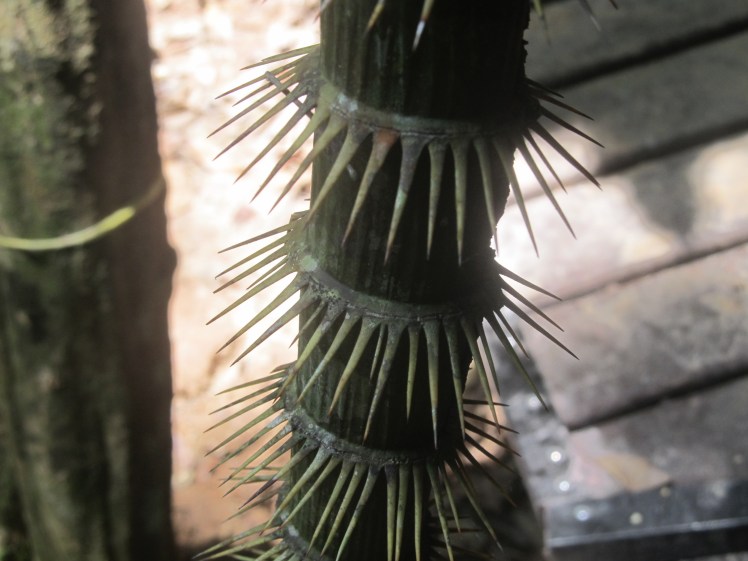 The jungle can be a dangerous place.