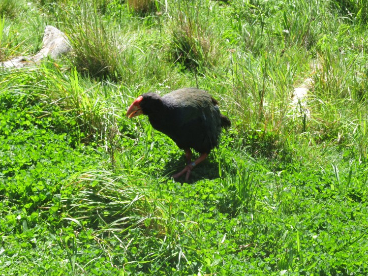 The no-longer-exctinct takahe.