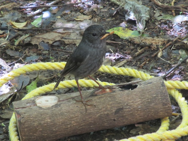 This male robin gave all the mealworms he could find to his mate. Such a gentleman!