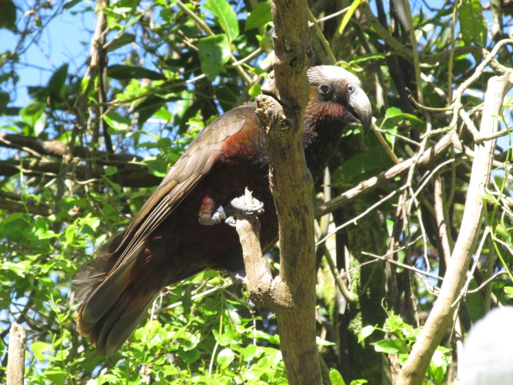 One of New Zealand's largest parrots.