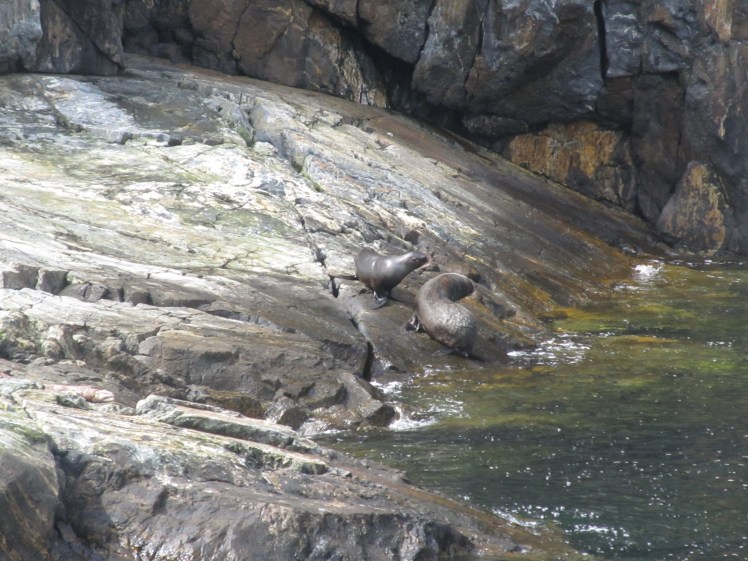 New Zealand Fur Seals, Milford Sound.