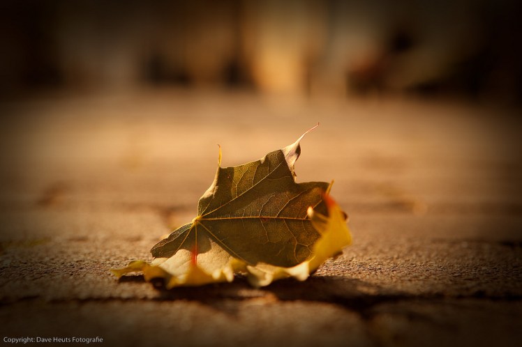 The leaves begin to fall in England, signalling change.