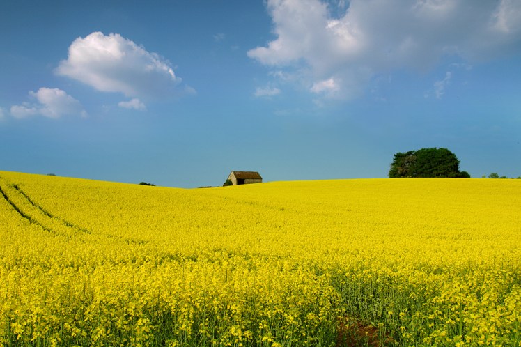Frolicking in meadows is a great British summer past-time. Via Eric Hossinger.