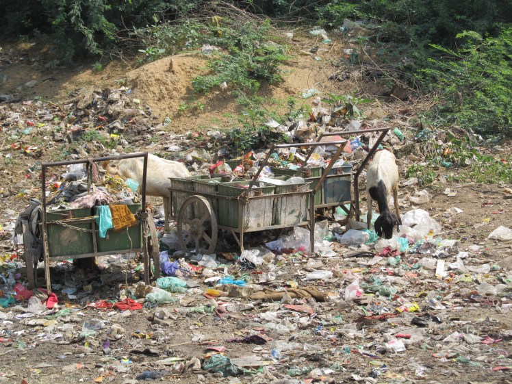 Cows forage in the rubbish.