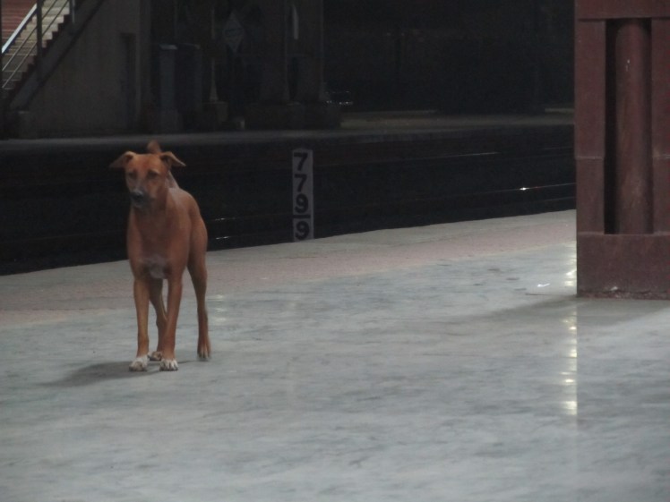 This dog ruled the train station in Ahmedabad.