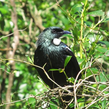 Flying like a Tui, new favourite native bird in New Zealand.