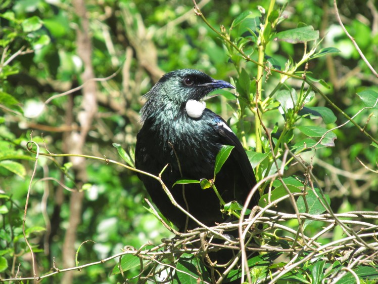 Flying like a Tui, new favourite native bird in New Zealand.